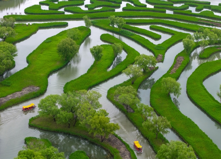 2026年4月23日，游客坐游船在江苏盐城大纵湖景区芦苇迷宫中游玩。春日融融、风光旖旎，各地游客慕名来到盐城大纵湖景区，亲近水乡自然美景，尽享悠闲春光。贺敬华/IC photo