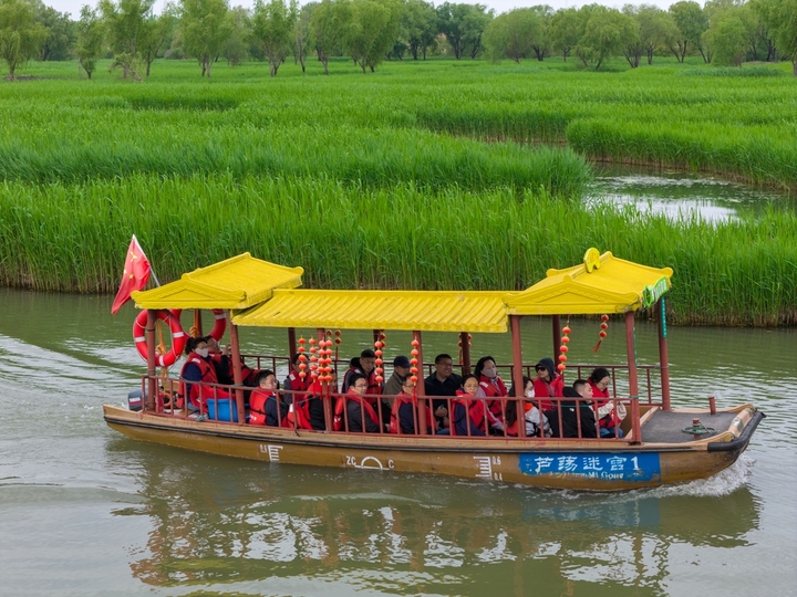 2026年4月23日，游客坐游船在江苏盐城大纵湖景区芦苇迷宫中游玩。春日融融、风光旖旎，各地游客慕名来到盐城大纵湖景区，亲近水乡自然美景，尽享悠闲春光。