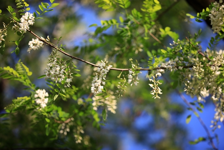 2026年4月23日，江苏省淮安市古淮河畔成片的槐树开花，清香扑鼻。谷雨节气过后，古淮河畔春光明媚，植物长出新叶，到处孕育生长的希望。周长国/IC photo

