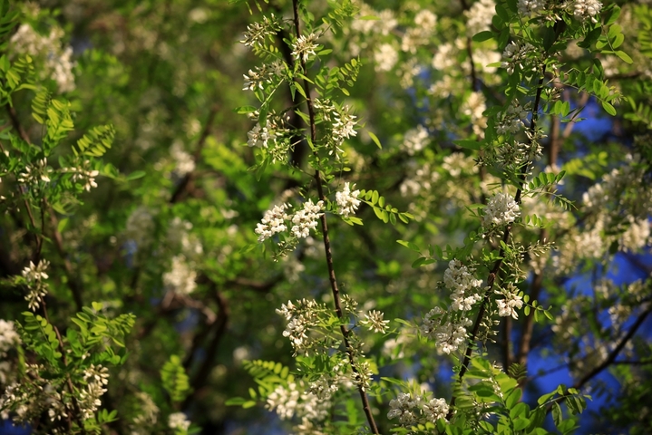 2026年4月23日，江苏省淮安市古淮河畔成片的槐树开花，清香扑鼻。谷雨节气过后，古淮河畔春光明媚，植物长出新叶，到处孕育生长的希望。