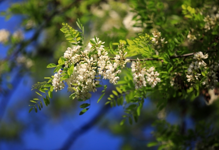 2026年4月23日，江苏省淮安市古淮河畔成片的槐树开花，清香扑鼻。谷雨节气过后，古淮河畔春光明媚，植物长出新叶，到处孕育生长的希望。