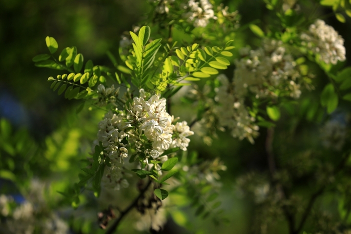 2026年4月23日，江苏省淮安市古淮河畔成片的槐树开花，清香扑鼻。谷雨节气过后，古淮河畔春光明媚，植物长出新叶，到处孕育生长的希望。