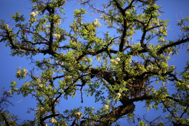 2026年4月23日，江苏省淮安市古淮河畔成片的槐树开花，清香扑鼻。谷雨节气过后，古淮河畔春光明媚，植物长出新叶，到处孕育生长的希望。