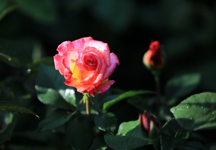 2026年4月23日，暮春时节，江苏省淮安市楚秀园月季花在晨露中绽放，花朵被衬托得更加娇艳欲滴。