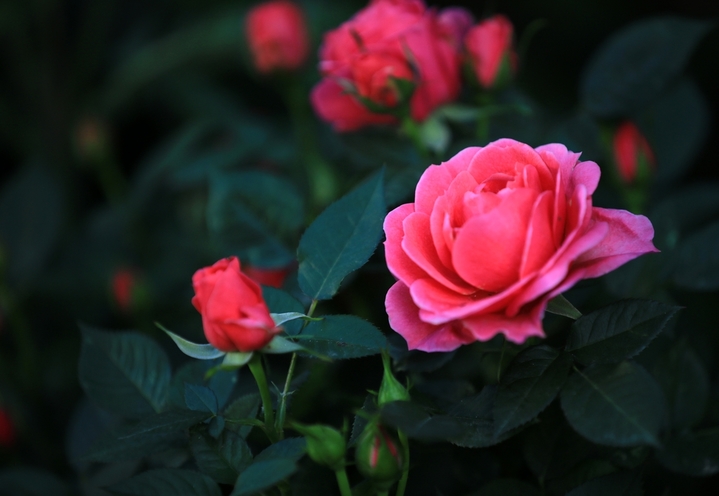 2026年4月23日，暮春时节，江苏省淮安市楚秀园月季花在晨露中绽放，花朵被衬托得更加娇艳欲滴。周长国/IC photo