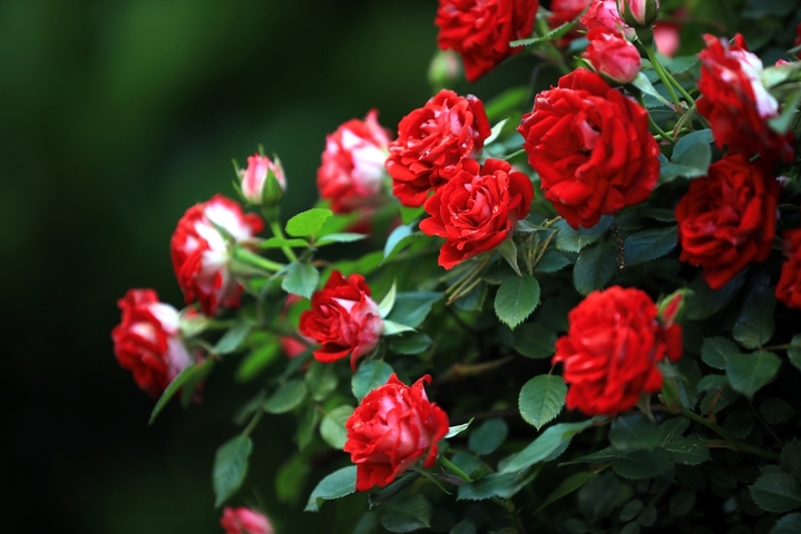 2026年4月23日，暮春时节，江苏省淮安市楚秀园月季花在晨露中绽放，花朵被衬托得更加娇艳欲滴。