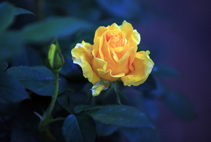 2026年4月23日，暮春时节，江苏省淮安市楚秀园月季花在晨露中绽放，花朵被衬托得更加娇艳欲滴。