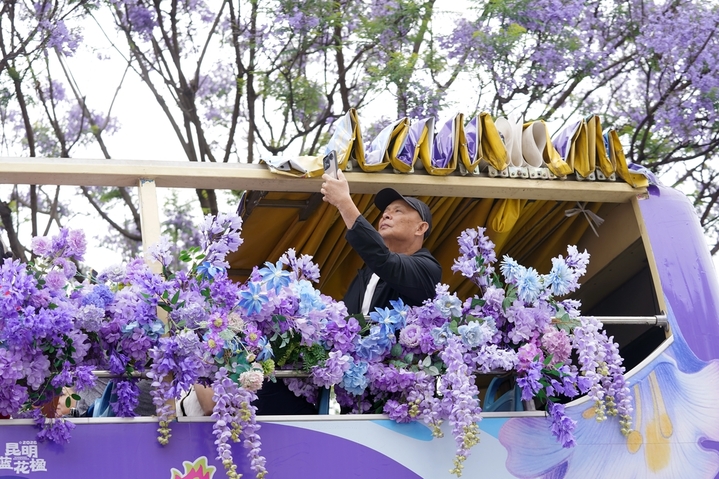 2026年4月26日，云南省昆明市教场中路的蓝花楹竞相绽放，游客在蓝花楹观光巴士上拍照。