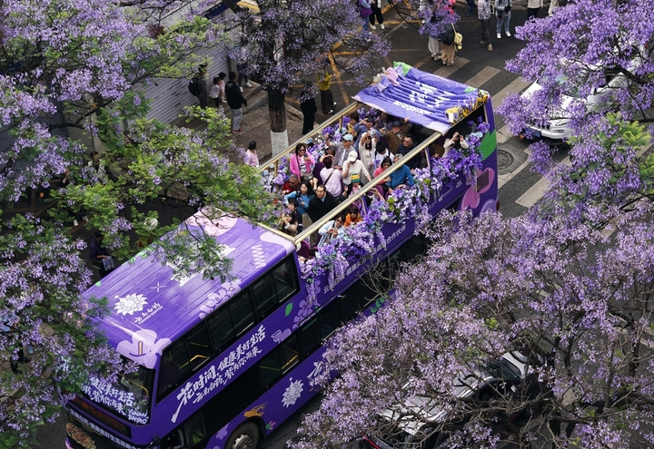 2026年4月26日，云南省昆明市教场中路的蓝花楹竞相绽放，游客在蓝花楹观光巴士上拍照。梁志强/IC photo