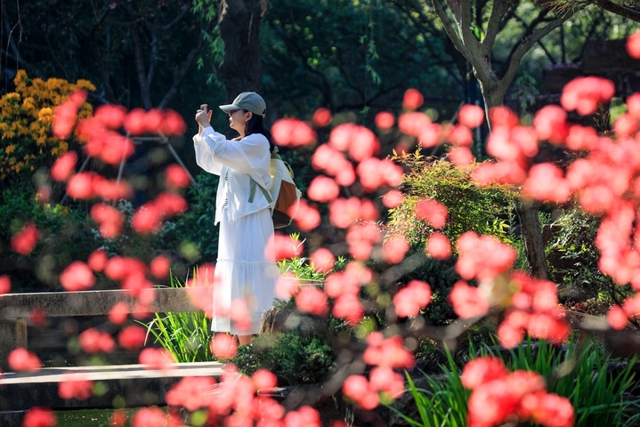 2026年4月19日，江苏扬州，当日正值谷雨节气前夕，个园内木绣球、三角梅等春花绽放，繁花与古建、湖石相映成趣，构成了一幅流动的江南暮春画卷，众多游客漫步园林，感受古典园林的魅力，乐享古城“慢生活”。