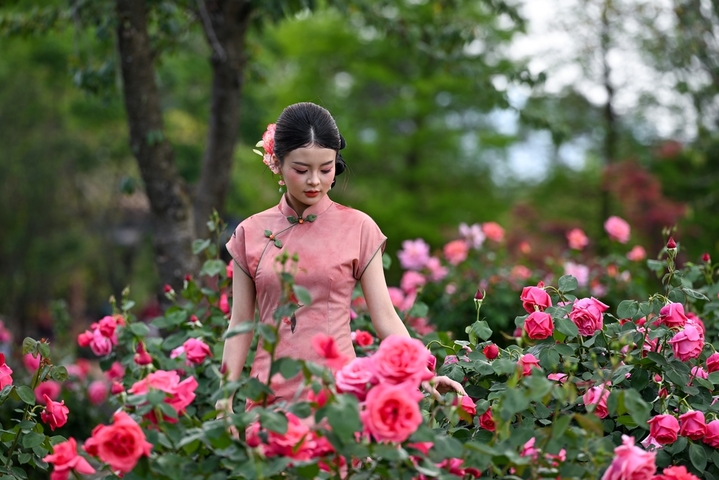 4月16日，游客漫步在月季花丛中。近日，位于云南省昆明市大观公园庾园的月季园繁花似锦，206个品种月季次第绽放。 