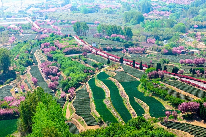 2026年4月19日，山东省青岛市西海岸新区海青镇3.5万亩茶园迎来春日诗画盛景，茶农正在茶叶丰收季采摘茶叶。