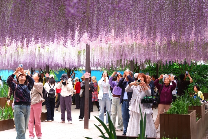  2026年4月27日，北京，玉渊潭公园紫藤、高山杜鹃进入最佳观赏期。串串紫藤花垂落枝头，宛如紫色花瀑；高山杜鹃次第绽放、烂漫多姿，各式繁花相映成趣，景致怡人，吸引不少市民游客前来踏青赏花。IC photo