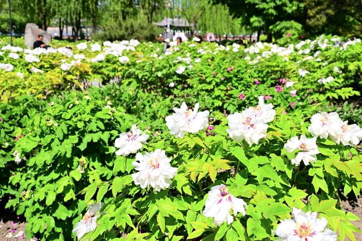 2026年4月28日，北京，春和景明，丹韵满池。莲花池公园牡丹园位于公园南门西边，牡丹花在蓝天白云映衬下璀璨夺目，吸引游客打卡拍照。2026年牡丹文化季于4月17日拉开帷幕，将持续到5月10日。
