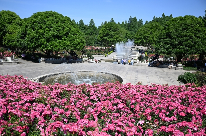 2026年5月6日，大片月季密集盛放。近日，第四届杭州市月季花展在浙江杭州花圃、郭庄等景点亮相，不同品种的月季争奇斗艳，姹紫嫣红的花境吸引游人打卡。