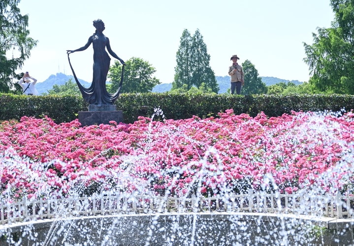 2026年5月6日，大片月季密集盛放。近日，第四届杭州市月季花展在浙江杭州花圃、郭庄等景点亮相，不同品种的月季争奇斗艳，姹紫嫣红的花境吸引游人打卡。