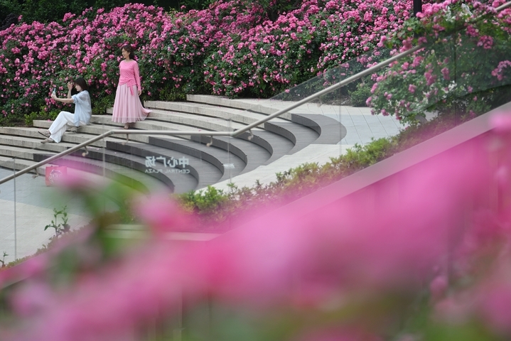 2026年5月7日，江苏南京，市民在盛开的花卉植被前拍摄照片。初夏时节，南京街头巷尾花卉植被美丽“上线”。 