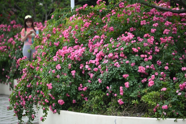 2026年5月7日，江苏南京，市民在盛开的花卉植被前拍摄照片。初夏时节，南京街头巷尾花卉植被美丽“上线”。 