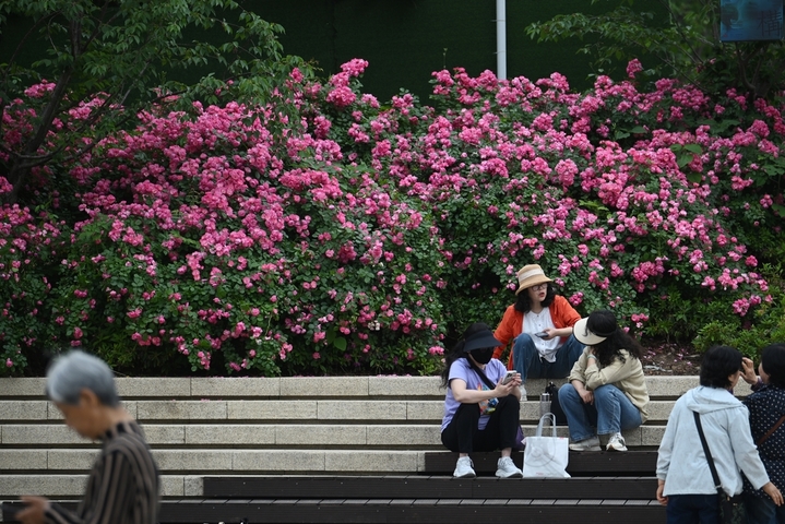 2026年5月7日，江苏南京，市民在盛开的花卉植被前拍摄照片。初夏时节，南京街头巷尾花卉植被美丽“上线”。 泱波(江苏分社)/中新社/cnsphoto/IC photo