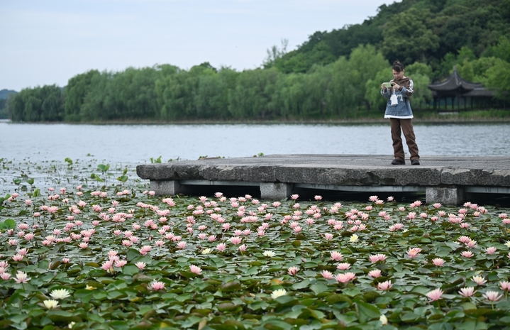 2026年5月8日，游人拍摄湘湖睡莲。近日，浙江杭州西湖、湘湖多处水域的睡莲悄然开放，粉白花朵浮于碧波，美如现实版“莫奈的花园”，吸引游人观赏。