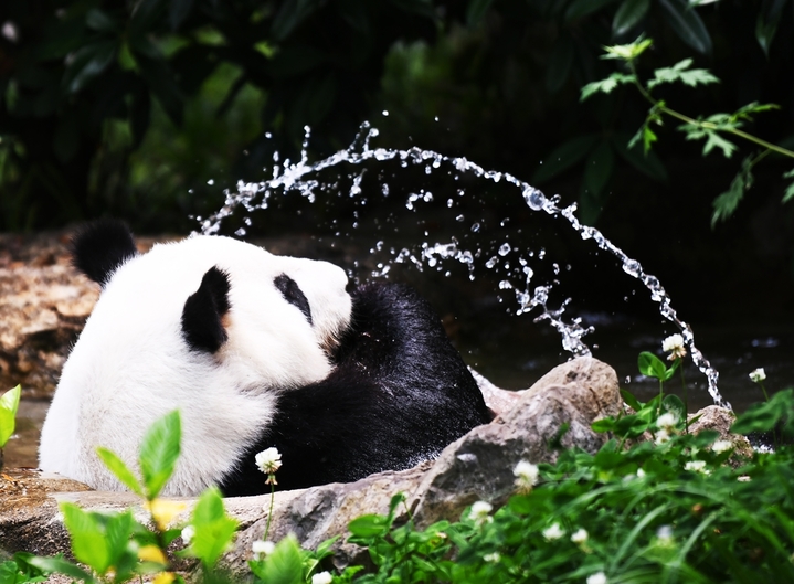2026年5月13日，在四川成都大熊猫繁育研究基地，熊猫“伦伦”正在戏水。
