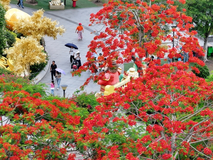 2026年5月7日，广西南宁，初夏时节，青秀山风景区绿意葱茏，夏花绽放，景色宜人。
