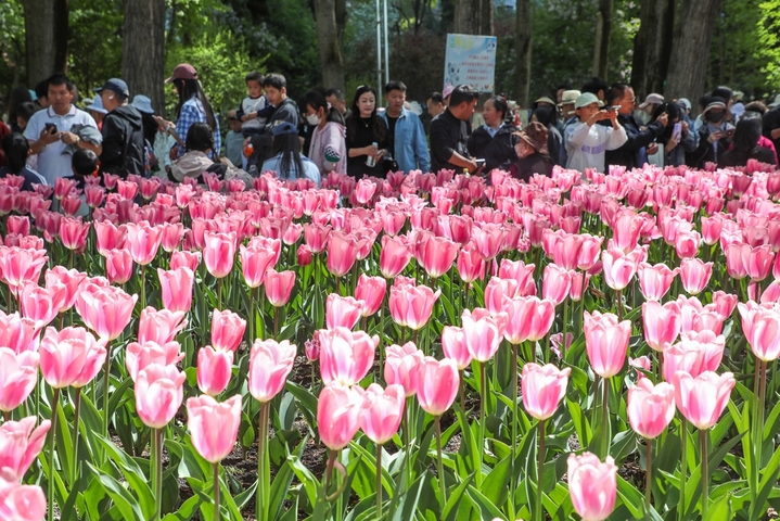 2026年5月3日，公园内游人如织。近日，青海省西宁市人民公园内30个品种、22万株郁金香迎来盛花期，民众和游客徜徉花海。