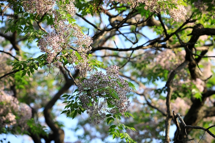 2026年5月13日，江苏淮安，初夏时节，古典园林清晏园内苦楝花盛开，花朵如一串串风铃挂满枝头，远远望去如一片紫色的海洋，更是香气袭人。
