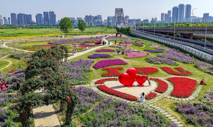 2026年5月11日，鸟瞰位于武汉汉江湾桥汉阳一侧已全面绽放的花田花海，美不胜收。连片花海色彩斑斓，吸引了不少市民游客专程前来打卡游玩。这里过去是废弃荒地，如今变身3万平方米的莫奈花海，绘就了汉阳城市更新和滨江生态新画卷。
