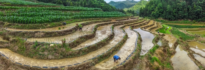 2026年5月22日，贵州省黔西南布依族苗族自治州望谟县郊纳镇鸭龙村，小满清晨，雨水充沛的水田波光粼粼，一派繁忙景象。