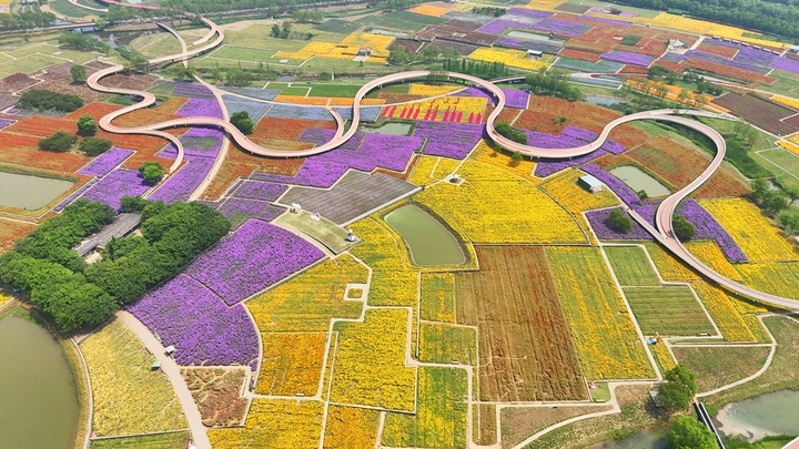 近日，江苏省宿迁市‌三台山国家森林公园衲田花海的美景。