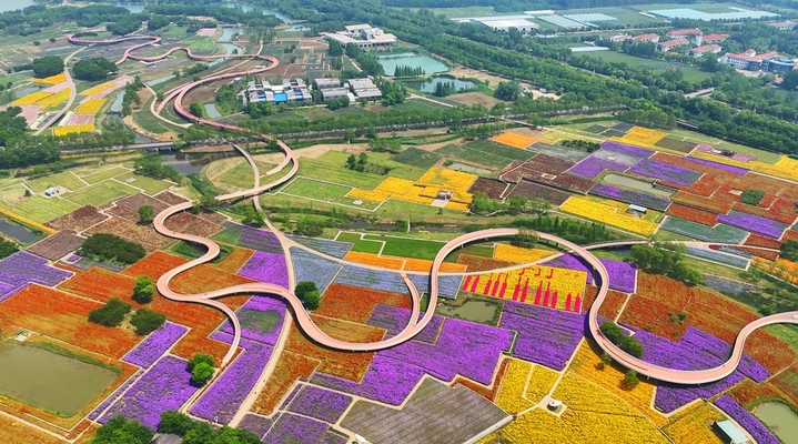 近日，江苏省宿迁市‌三台山国家森林公园衲田花海的美景。