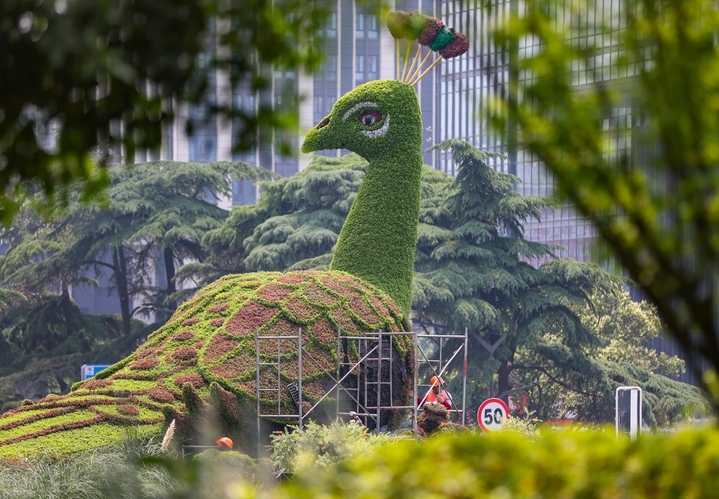 江苏南京，园林部门工作人员在鼓楼广场对“孔雀”绿雕各个部位进行整修，换装迎盛夏。