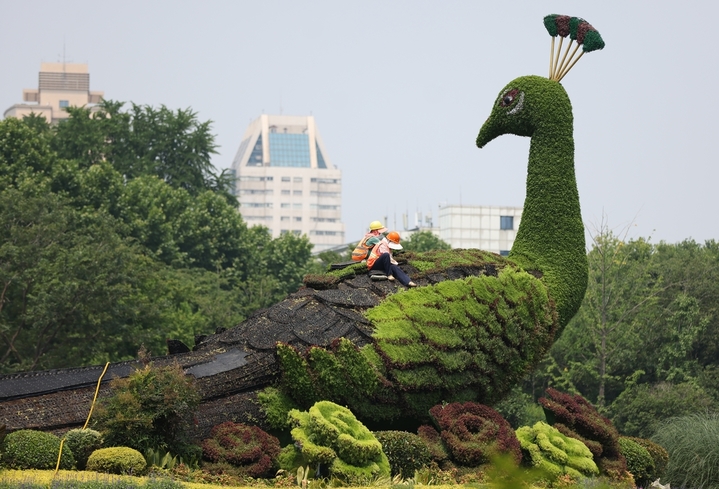 江苏南京，园林部门工作人员在鼓楼广场对“孔雀”绿雕各个部位进行整修，换装迎盛夏。